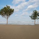 바다소나무 이미지