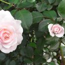 넝쿨장미집 이미지