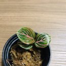아글라오네마 이미지