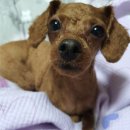 경기도 수원시 권선구 구운중로32번길 36 (구운동) | 수원 애견미용 '펫트리멍' 솔직후기