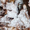 눈꽃이피다 이미지