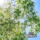 부산소방본부 | 부산 이팝나무 조팝나무 명소 근교 꽃구경 가볼만한곳
