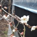 샘골농원 이미지