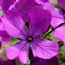 루나리아(lunaria)
