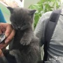 강아지와 고양이 이미지