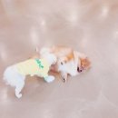 도니바니 애견유치원 이미지