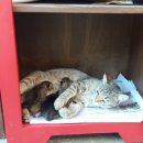 유목초등학교 이미지