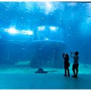 제이나인 이미지