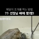 해달 : 조개 깐다고 돌을 뭣하러 들고다녀 이미지