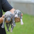 퍼피 켄넬 이미지