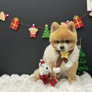 하트애견미용실 이미지