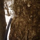 지리산화개깊은골 이미지