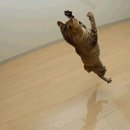 고양이날다 이미지