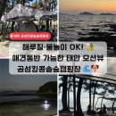 솔숲과 바다 | 바다뷰가 잘 보이는 태안 곰섬킹콩솔숲캠핑장｜해루질·물놀이·석양까지