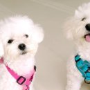 신림카정비공업사 이미지