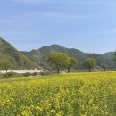 금암리 간이화장실 | [청주/대전 근교] 유채꽃 나들이 명소 가볼만한곳 :: 충북 옥천 친수공원 / 주변 카페 :: 옥천 포레포라 ღ
