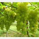 청포도 이미지