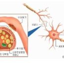 시냅스
