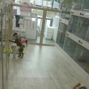 프리티 도그 이미지