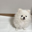 190 | 애견패드 추천 대형 스탠다드190 정착 솔직 후기