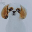 강아지 정거장 이미지