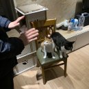 정진고양 이미지