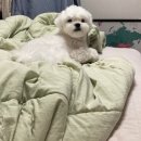 동해제일학원 | 일상 : 반도네온공연,대학로,꽃선물,자유남편,새해