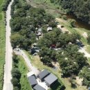 초평밤나무 이미지