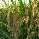 가평한옥마을 이미지