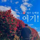 에이드블랑 - 중구 남포길 40-2 | 제주도 동백꽃 명소 마노르블랑 후기｜1월 한라봉에이드와 인생사진 스폿