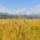 황금보리 이미지