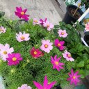 꽃수레화원 이미지