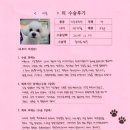 1485 | [#1485] 비통(양측 슬개골탈구 G3, G1)의 수술후기