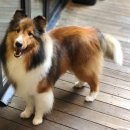 펫그라운드_해방촌 이미지