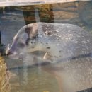 아가푸드 | 실내데이트 아이랑 갈만한 곳 <아쿠아플라넷 일산> 후기 (+수유실, 푸드코트)