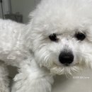 도그먼트 이미지