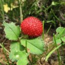 원주굽이길 18코스 반계리은행나무길 이미지