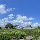 연화분식 | [맛집리뷰] 제주 애월 분식 맛집 ‘연화키친’ 방문 후기ㅡ지금까지 이런 떡볶이는 없었다 이것은 양식...