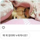 디엠