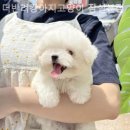 더 반려 강아지분양 고양이분양 잠실본점 이미지