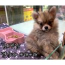 김포강아지고양이 멍냥아구래구래 이미지