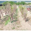 상왕농장 이미지