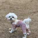 동그리멍 이미지