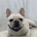 몽글 몽글 이미지