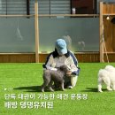 나무애견유치원 | 단독 대관이 가능한 아산애견운동장 댕댕유치원 후기