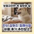 펫소풍 | 안산 강아지 장례식장 선택 전 필독│비용부터 실제 후기까지 이 글 하나로 끝