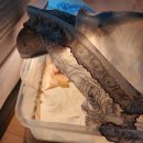 풍세메추리농장 이미지