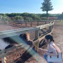 영석목장 이미지