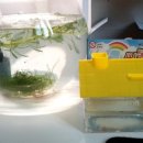 구피애견 이미지