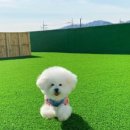 글램독 영흥도 이미지